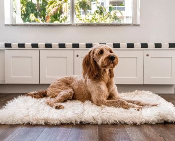 Paw PupRug Portable Orthopedic Dog Bed White with Brown Accents (Size: Large - 1 count)