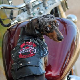 Biker Dawg Motorcycle Dog Jacket (Color: black, Size: X-Small)