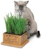 Pioneer Pet Kittys Garden in Wooden Box